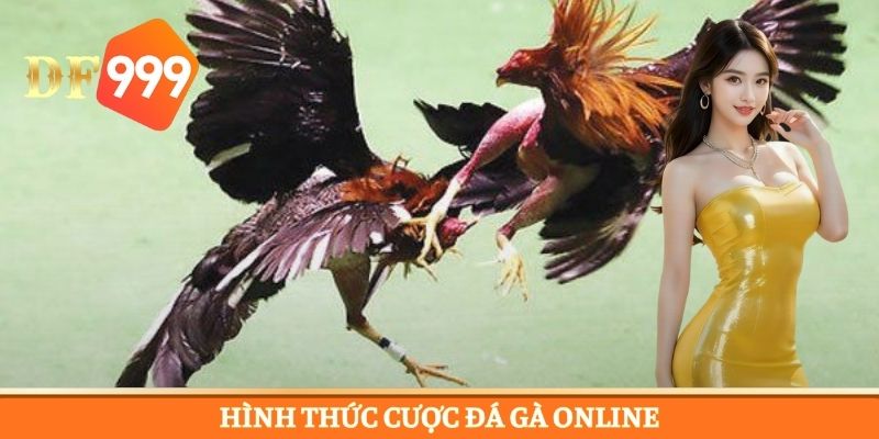 Khám phá các loại cược chiến kê cực đỉnh dành cho bạn