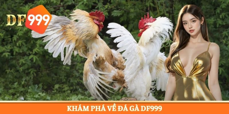 Giới thiệu về loại hình giải trí online đá gà DF999