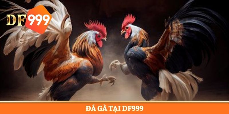 Vô vàn các loại hình đá gà thỏa mãn đam mê sư kê